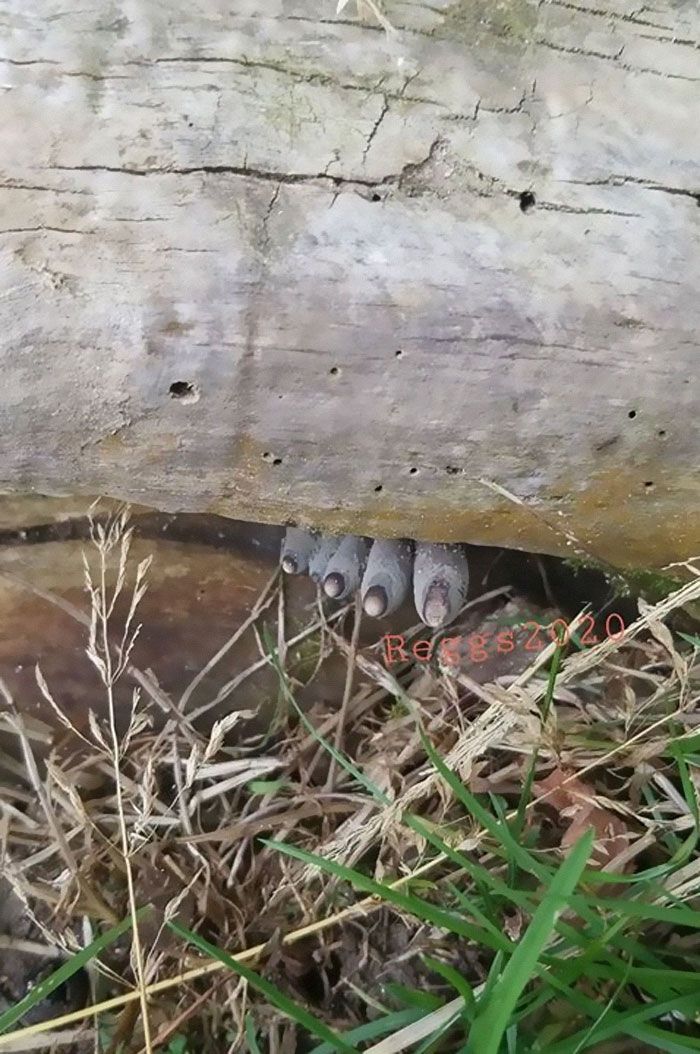 Jamur Dead Man's Fingers