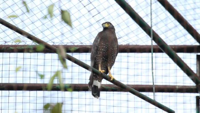 Kegiatan pelepasliaran burung pemangsa di SFF Bunder oleh BKSDA Yogyakarta.