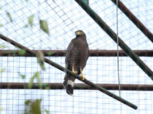 BKSDA Yogya Lepas Liarkan 4 Burung Pemangsa
