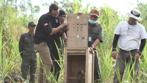 Kegiatan pelepasliaran burung pemangsa di SFF Bunder oleh BKSDA Yogyakarta.