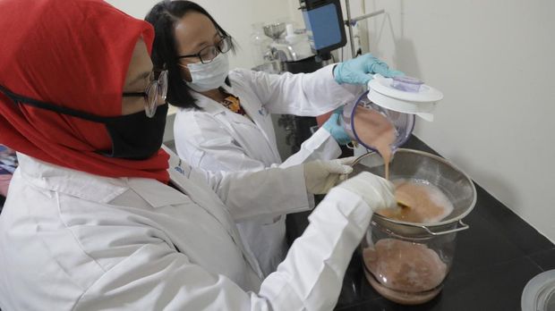 Lembaga Ilmu Pengetahuan Indonesia (LIPI) Puspitek, Tangerang Selatan, Banten terus berinovasi mengembangkan produk yang bermanfaat untuk menghadapi pandemi Covid-19 di Indonesia. Di antaranya, dengan memproduksi suplemen untuk daya tahan tubuh. Jumat (10/7/20). CNBC Indonesia/Tri Susilo