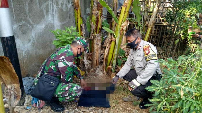 Penemuan mayat di bawah pohon pisang di Cengkareng.