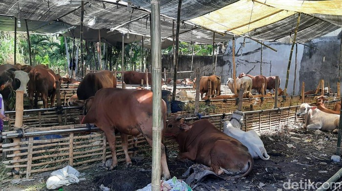 penjual hewan kurban di nginden semolo surabaya