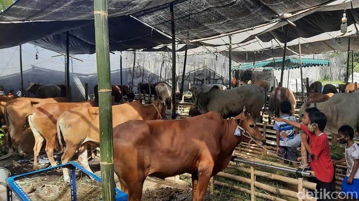 penjual hewan kurban di nginden semolo surabaya