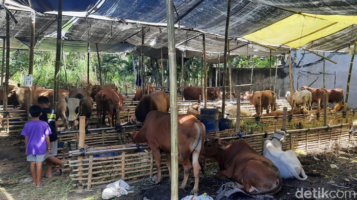 penjual hewan kurban di nginden semolo surabaya