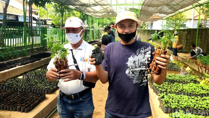 Permintaan Bibit ke DKPP Surabaya Meningkat untuk Budidaya Urban Farming