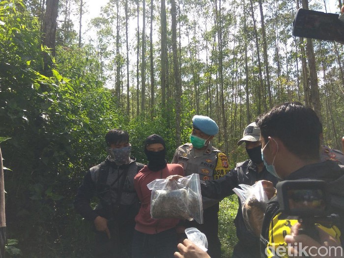 Polisi ungkap ladang ganja satu hektar di Bandung