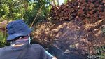 Potret Ratusan Batang Kayu Hasil Illegal Logging di Riau