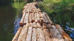 Potret Ratusan Batang Kayu Hasil Illegal Logging di Riau
