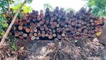 Potret Ratusan Batang Kayu Hasil Illegal Logging di Riau