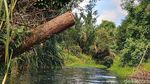 Potret Ratusan Batang Kayu Hasil Illegal Logging di Riau