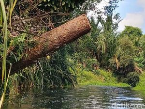 Bareskrim Tangkap Bos Perusahaan Terduga Pelaku Illegal Logging di Kalteng