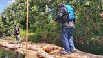 Potret Ratusan Batang Kayu Hasil Illegal Logging di Riau