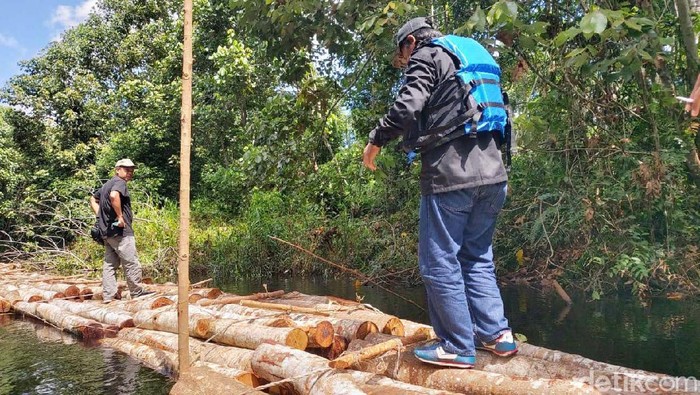 Potret Ratusan Batang Kayu Hasil Illegal Logging di Riau Aksi perambahan hutan (illegal logging) secara besar-besaran marak di Kabupaten Siak, Riau. Ratusan batang kayu alam banyak ditemukan di sepanjang sungai.
