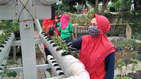 Urban Farming Menggeliat Di Tengah Pandemi