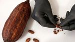 Yuk, Intip 10 Fakta Unik Cokelat yang Ada di Dunia!