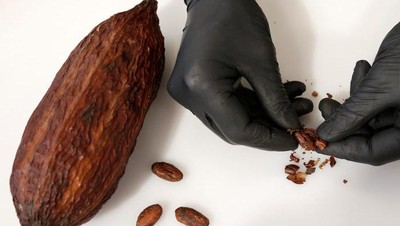 Yuk, Intip 10 Fakta Unik Cokelat yang Ada di Dunia!