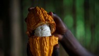 Sebanyak 1,8 juta buah kokoa diproduksi menjadi cokelat setiap tahunnya di Ivory Coast, Anyama, Afrika Barat. Kota itu juga jadi salah satu produsen buah kokoa terbesar di dunia. Foto: Reuters