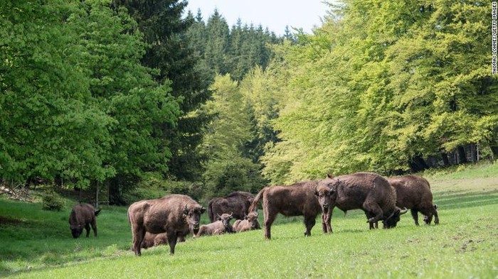 Kawanan delapan bison Eropa merumput di pegunungan Rothaargebirge pada 5 Mei 2014 di dekat Bad Berleburg, Jerman. Proyek serupa ada di Inggris dan akan berlangsung pada 2022 dengan harapan bison akan memulihkan satwa liar.