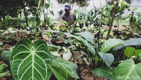 Berbagai tanaman hias sepert Aglaonema, Kaladium, Syngonium hingga anthurium dibudidayakan ditempat ini.