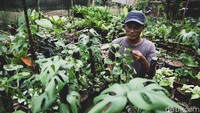 Bahkan monstera yang lagi ngehits pun banyak dijumpai di tempat ini.