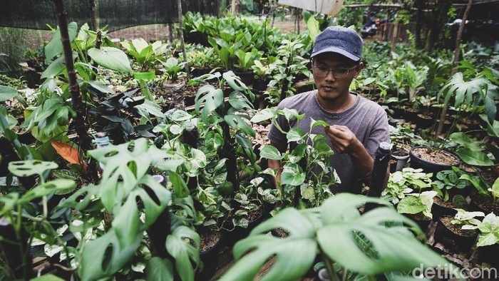 Manfaat Menanam Dan Budidaya Tanaman Hias Monstera Populer Untuk Pecinta Kebun