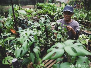Manfaat Menanam dan Budidaya Tanaman Hias Monstera, Populer untuk Pecinta Kebun