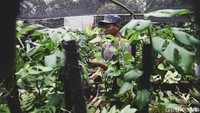Aktivitas bercocok tanaman di masa pandemi dirasa mampu mengobati penat kala berdiam diri di rumah.