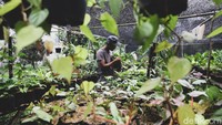 Bercocok tanam juga mampu membuat diri lebih produktif.