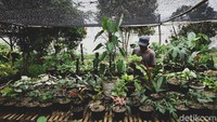 Bagaimana dengan Anda? Yuk, mulai bercocok tanam di rumah agar lebih produktif.