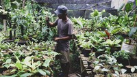 Kurnia Rinaldi pemilik dari Zhafirahnursery tengah mengecek dan melihat tanaman hias hasil budidayanya.