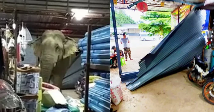 Gajah Makan Durian di Thailand