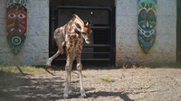 Bayi jerapah berjenis kelamin betina itu lahir secara normal pada 15 Juni dengan berat 70 kilogram dan merupakan anak kelima dari pasangan indukan Sandra dan William.