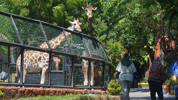 Tak sedikit pengunjung yang datang ke kebun binatang Maharani penasaran dengan tingkah lucu Kindi si bayi jerapah tersebut. Seperti diketahui, Maharani Zoo Paciran yang berada di Kebun Binatang Lamongan, Jawa Timur, ini telah kembali dibuka untuk umum.