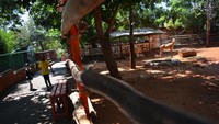Maharani Zoo dan Wisata Bahari Lamongan (WBL) diketahui mulai dibuka kembali pada 11 Juli lalu dengan menerapkan protokol kesehatan setelah tutup hampir tiga bulan akibat pandemi COVID-19.