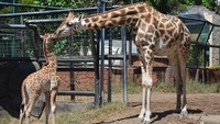 Seekor bayi jerapah (Giraffa camelopardalis) yang diberi nama Kindi bercengkerama dengan induknya di dalam kandang Maharani Zoo Paciran, Kabupaten Lamongan, Jawa Timur, Senin (13/7/2020).