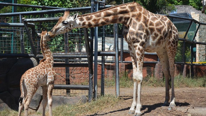 Seekor bayi jerapah bernama Kindi lahir secara normal di kebun binatang di Lamongan. Kindi merupakan anak kelima dari pasangan indukan Sandra dan William.