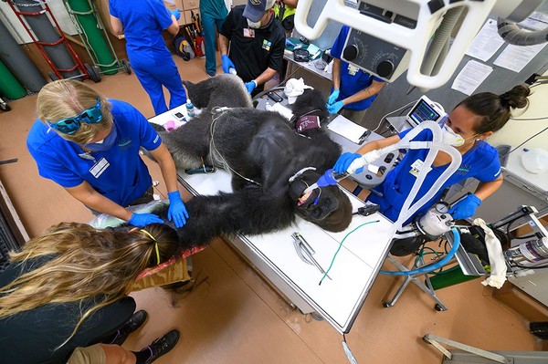 Sejak mendapatkan perawatan, para petugas kebun binatang pun memperketat pengawasan gorila hingga dia pulih. Shango telah kembali ke kawasan gorila. (Zoo Miami)