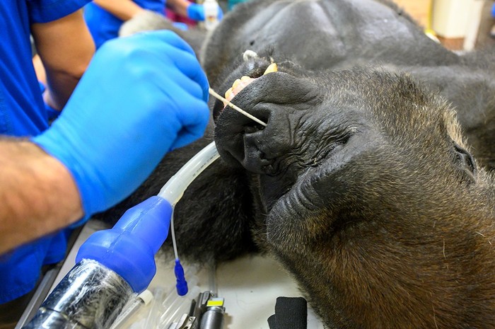 gorila tes swab di Zoo Miami