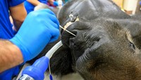 Minggu lalu dia di bawa ke rumah sakit hewan dan menerima sinar-X, vaksin, USG dan tes lainnya. Meskipun lukanya cukup dalam, namun tidak ada kerusakan atau luka permanen yang diderita Shango. (Zoo Miami)