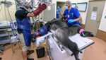 Potret Shango, Gorila yang Dites Swab di Miami