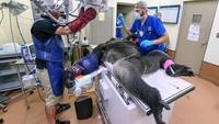 Berdasarkan keterangan dari petugas kebun binatang, Shango sebelumnya terluka setelah bertengkar dengan saudaranya Barney, seekor gorila berusia 26 tahun. (Zoo Miami)
