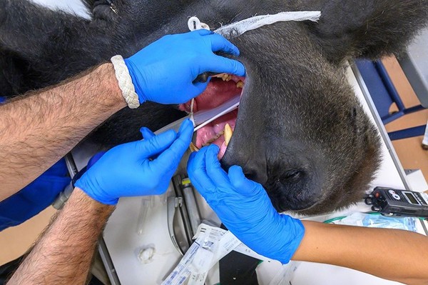 Gorila seberat 196 Kg ini harus mendapatkan perawatan medis karena lukanya cukup dalam. (Zoo Miami)