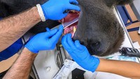 Gorila seberat 196 Kg ini harus mendapatkan perawatan medis karena lukanya cukup dalam. (Zoo Miami)