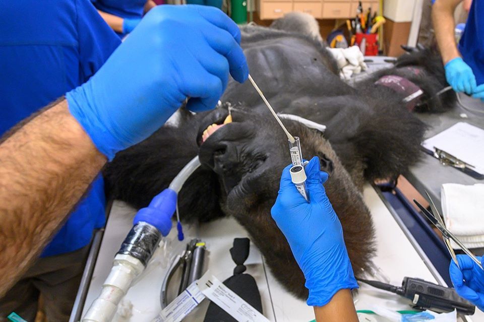 gorila tes swab di Zoo Miami