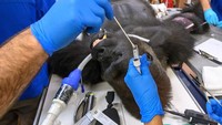 Shango, gorila berumur 31 tahun dites swab setelah dia demam ringan. Untunglah dia negatif Corona. (Zoo Miami)