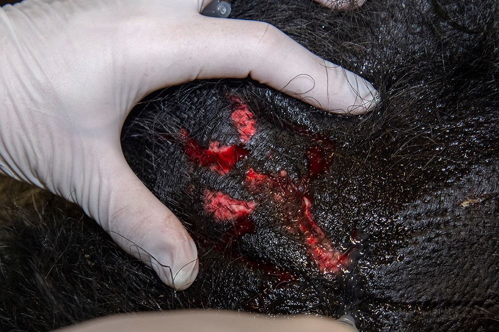 gorila tes swab di Zoo Miami