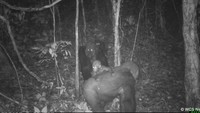 Gorila cenderung menghindari manusia dan beberapa kawanan mereka telah menjadi target pemburu di masa lalu. Foto gorila serupa juga direkam pada 2012 di Kagwene Gorilla Sanctuary Kamerun. Penampakan terbaru ini adalah bukti bahwa gorila Cross River telah dilindungi dengan baik dan mereka bisa berkembang biak.  