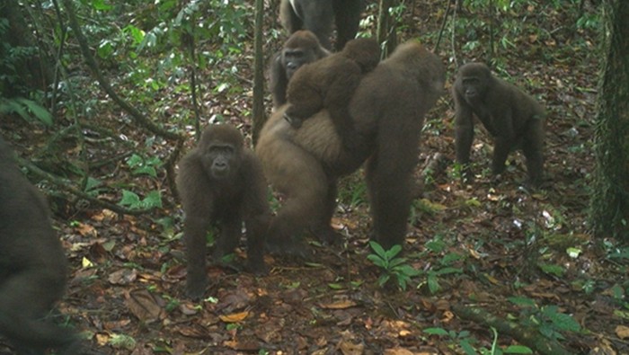 Gorilla Terlangka Sedunia Gorilla Terlangka Sedunia Ditemukan Gendong Bayinya di Hutan Nigeria