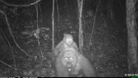 Mereka direkam kamera yang dipasang oleh Wildlife Conservation Society (WCS). Subspesies ini terancam punah. Pada satu titik gorila Cross River hanya berjumlah sekitar 300 ekor. Primata itu diketahui hidup di daerah pegunungan di Nigeria dan Kamerun, menurut International Union for Conservation of Nature.  